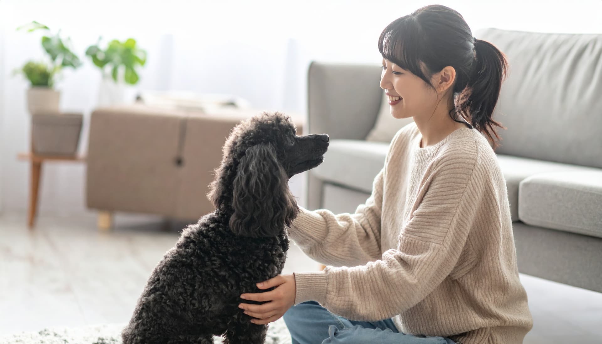 公益社団法人日本愛玩動物協会へのインタビューを表すメインビジュアル