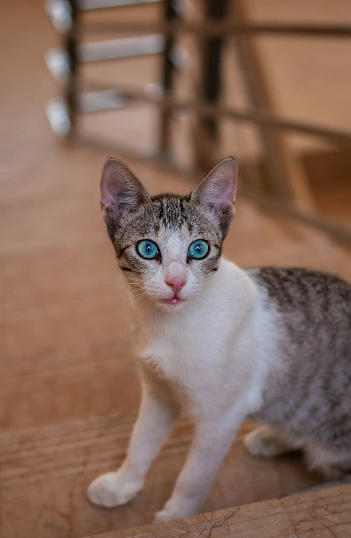 青い目の猫