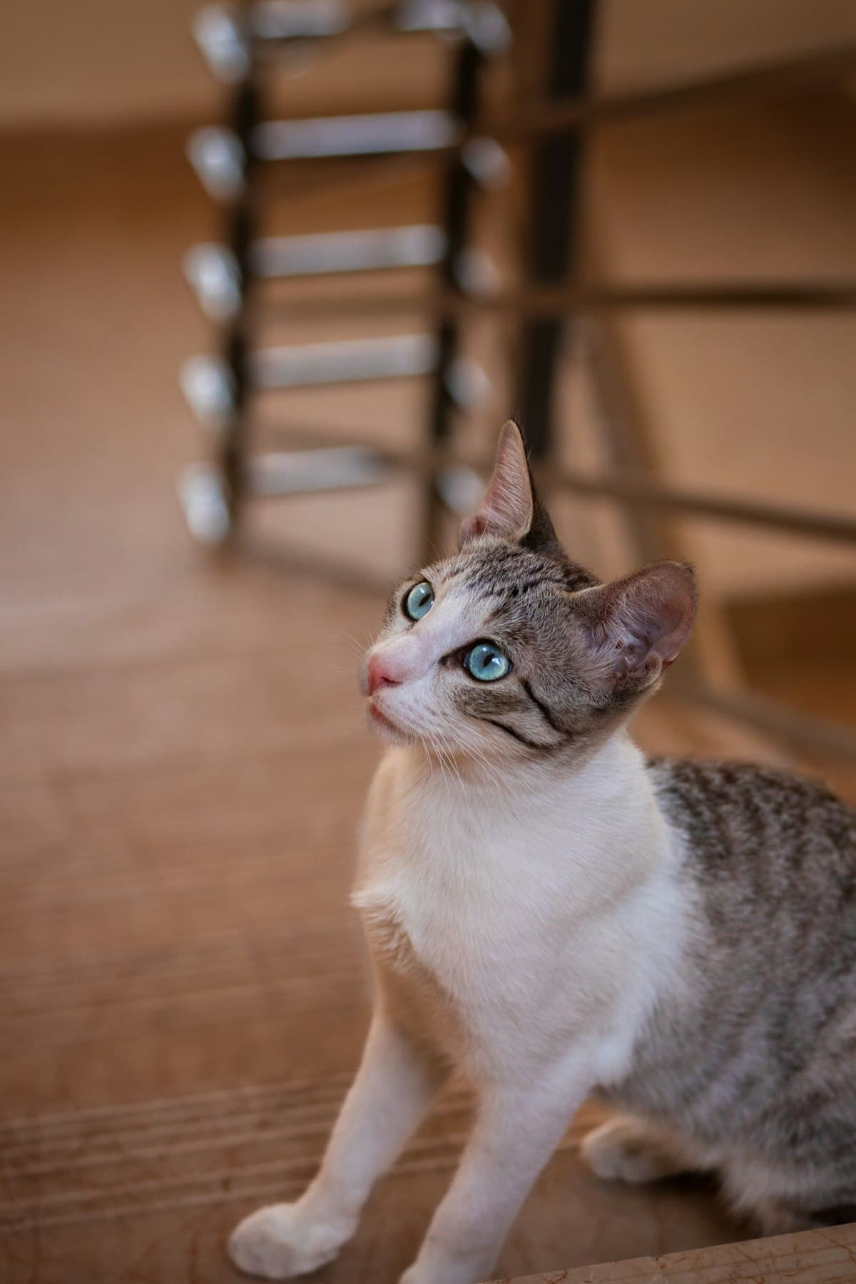 穏やかな表情の猫