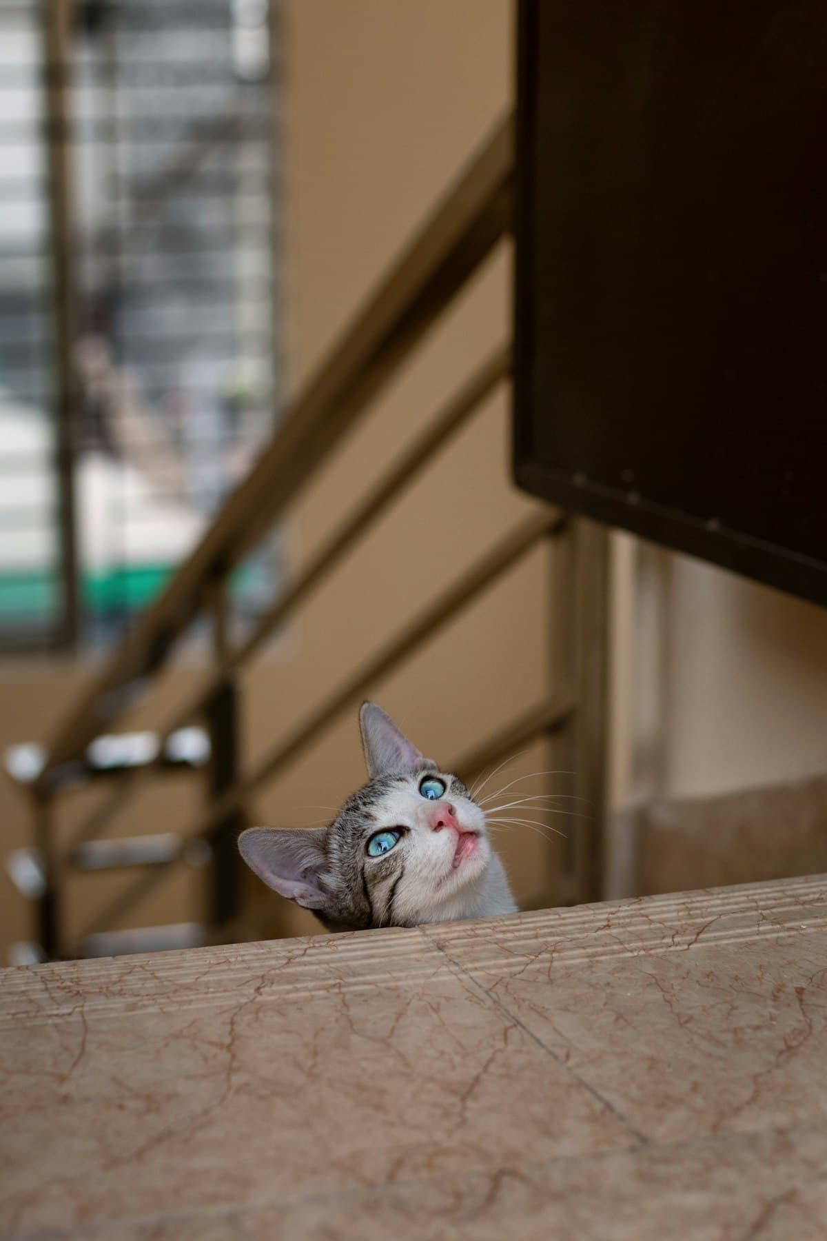 上からのぞく好奇心旺盛な猫