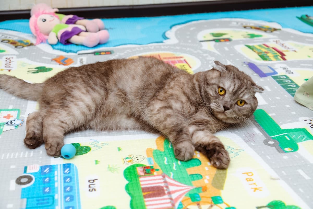 プレイマットの上で遊ぶ猫