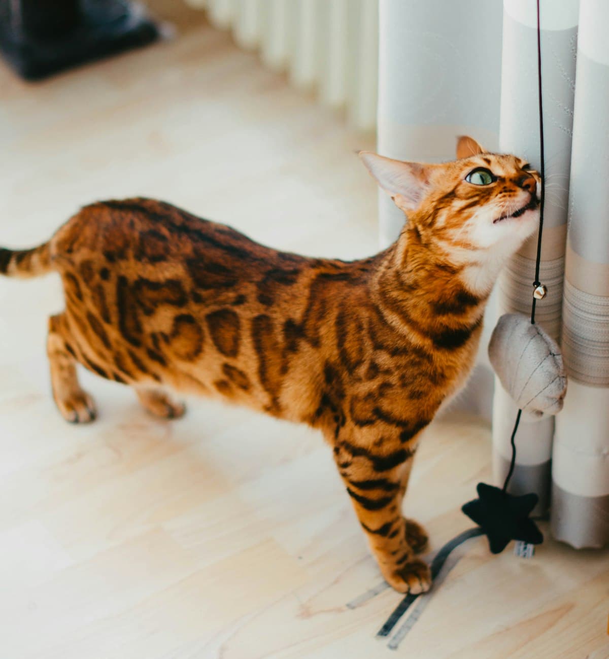 室内でリラックスする猫
