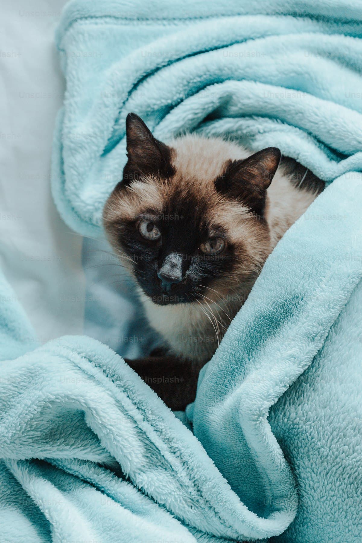 毛布に包まれた猫