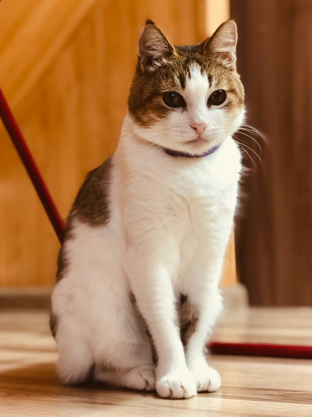 室内で過ごす猫