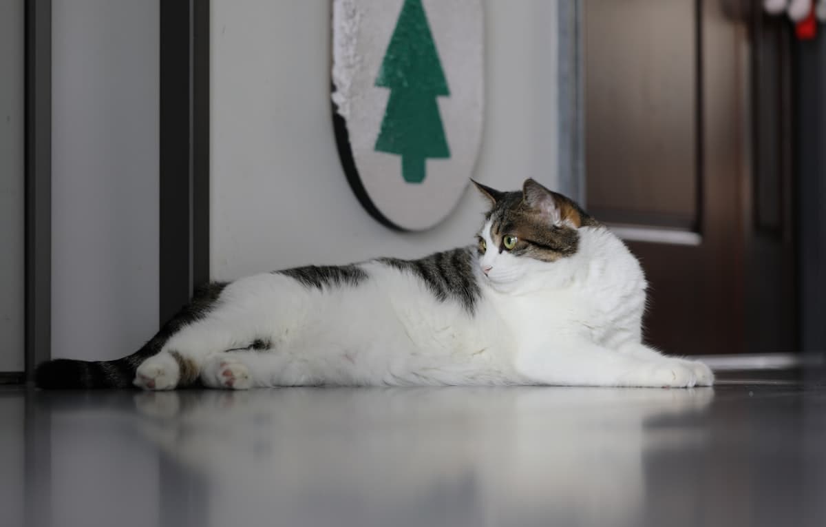 床でくつろぐ猫