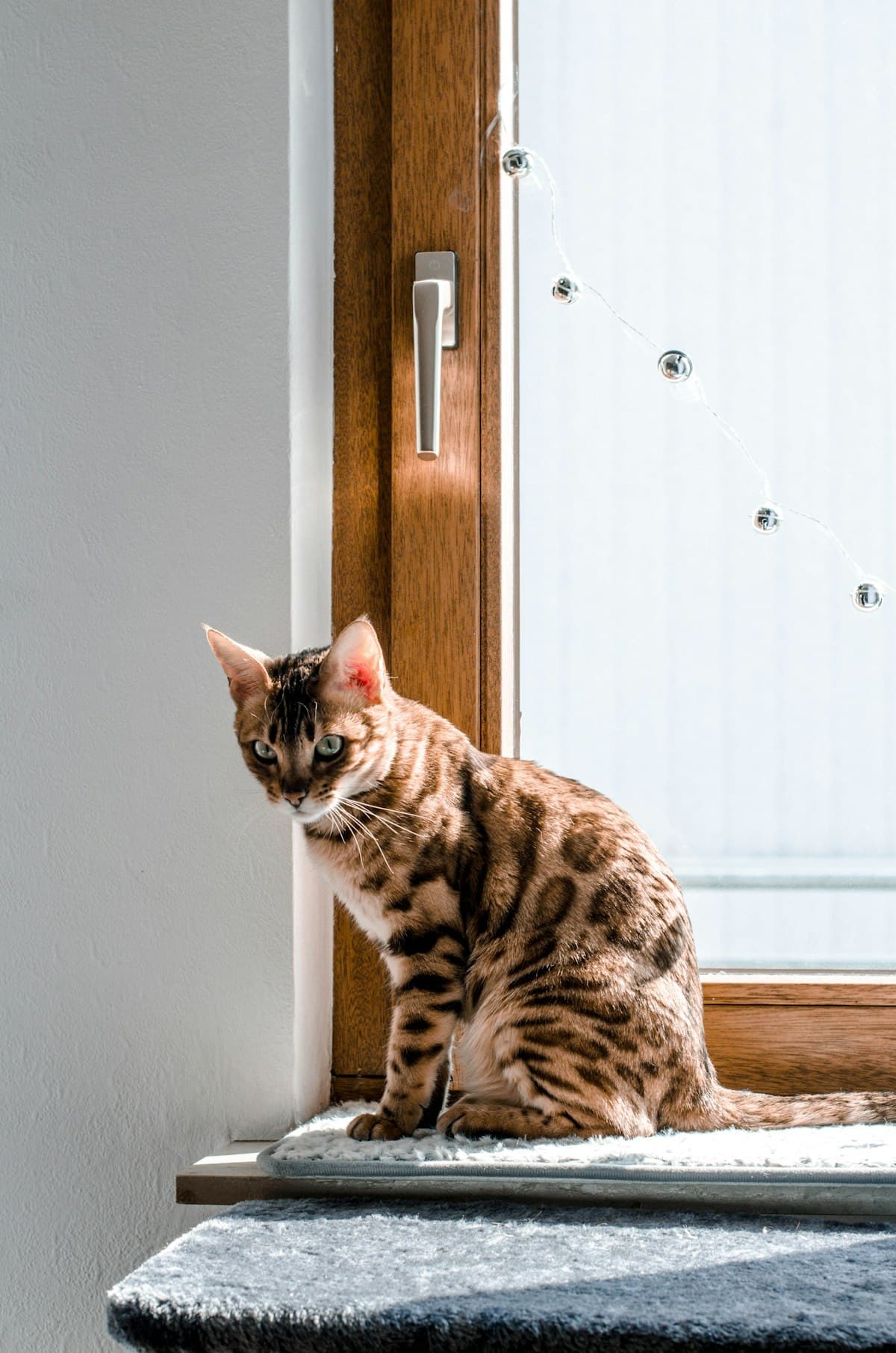 窓辺で外を見る猫