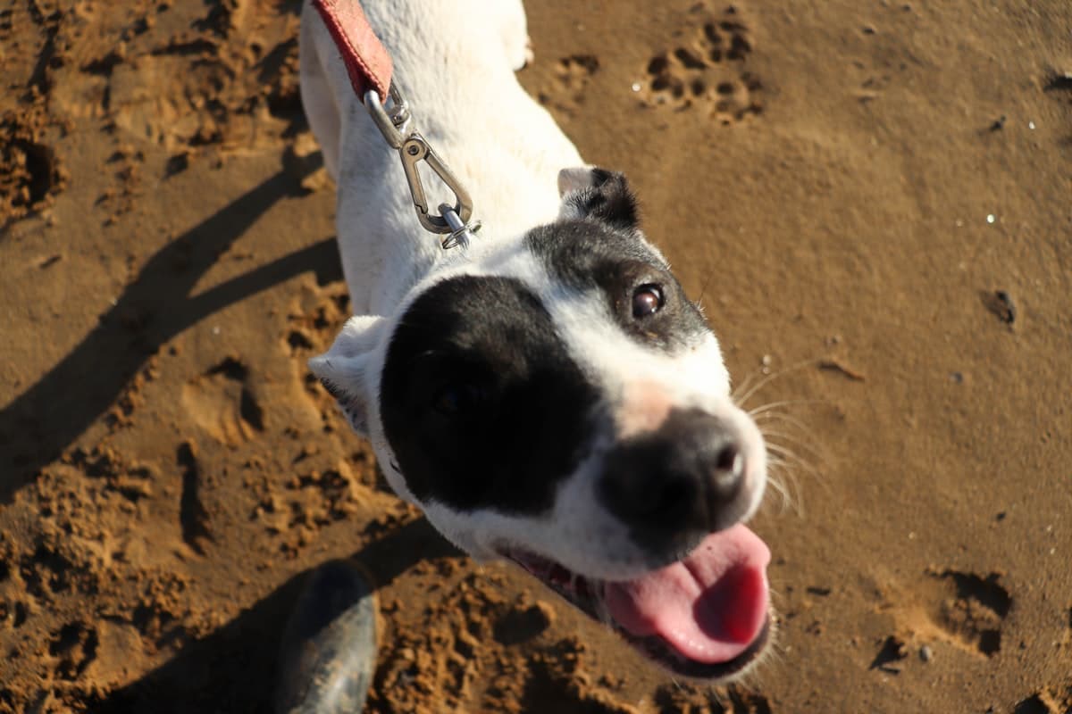 旅行先で散歩する犬