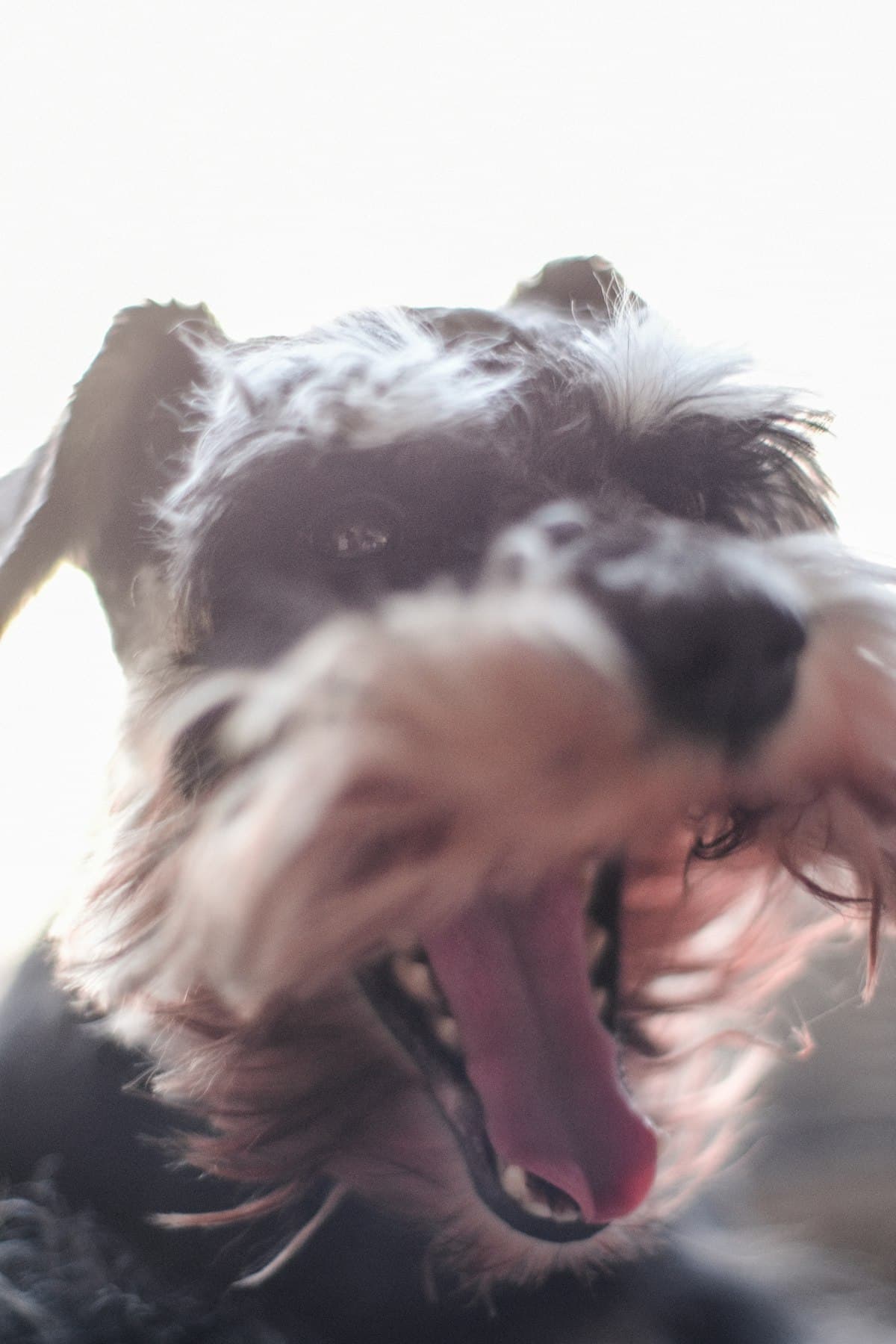 飼い主を見上げる犬