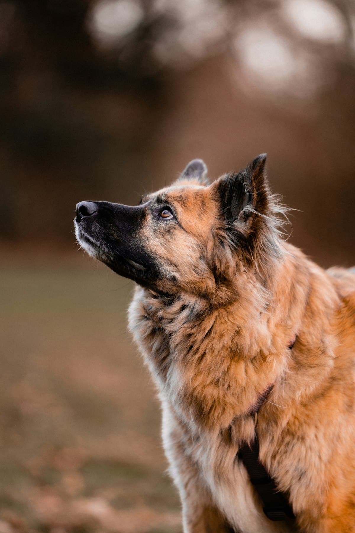 飼い主を見上げる茶色い犬