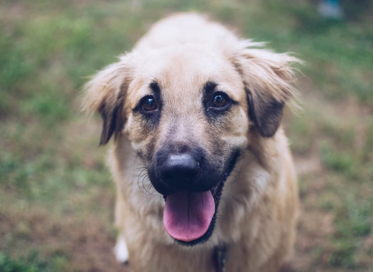 草原に立つ茶色い犬