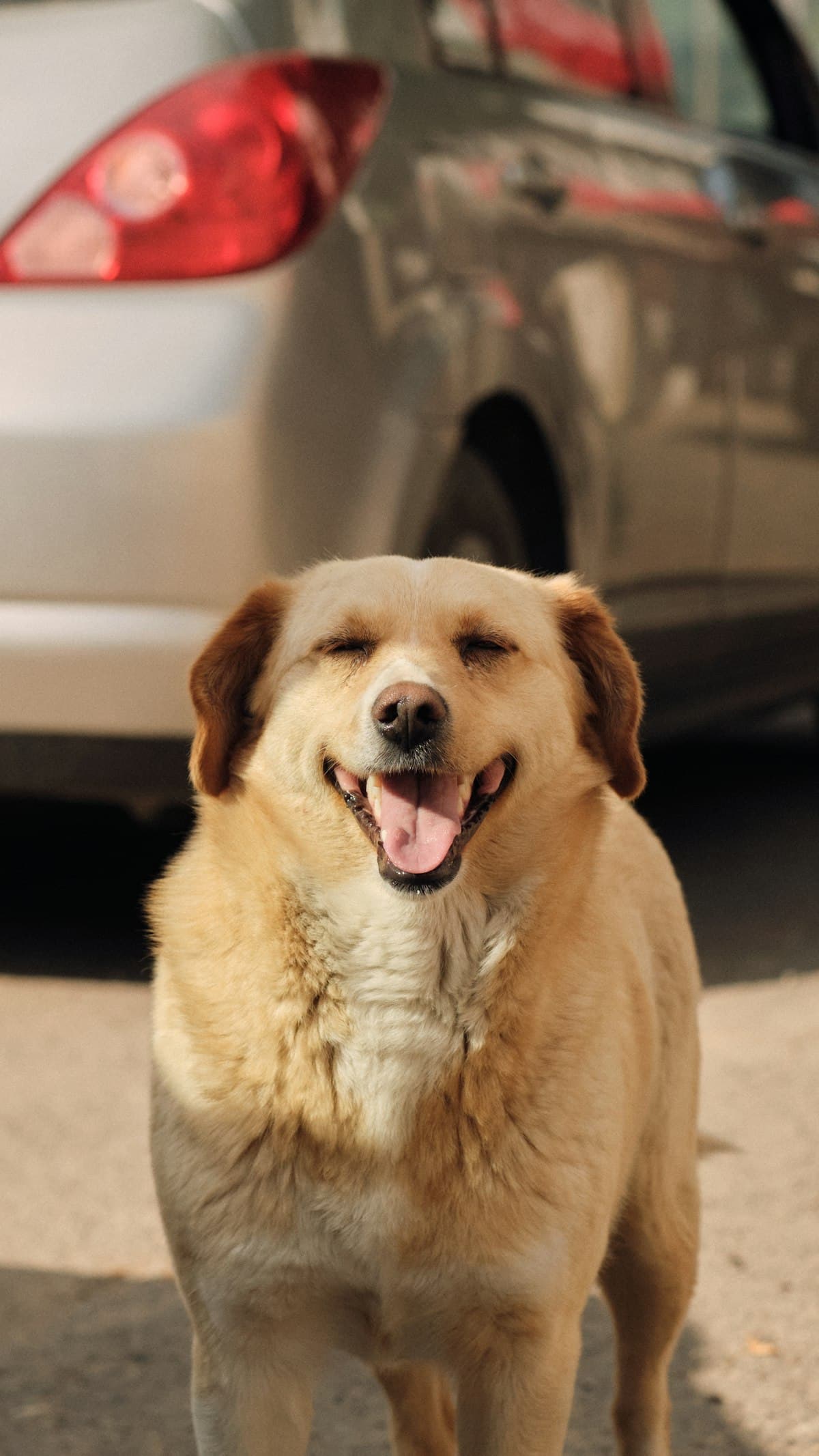 車内で移動する犬