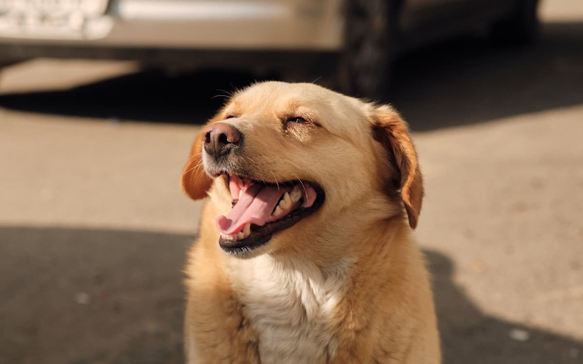 車で移動する犬