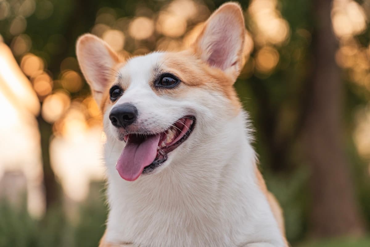 元気に笑う犬