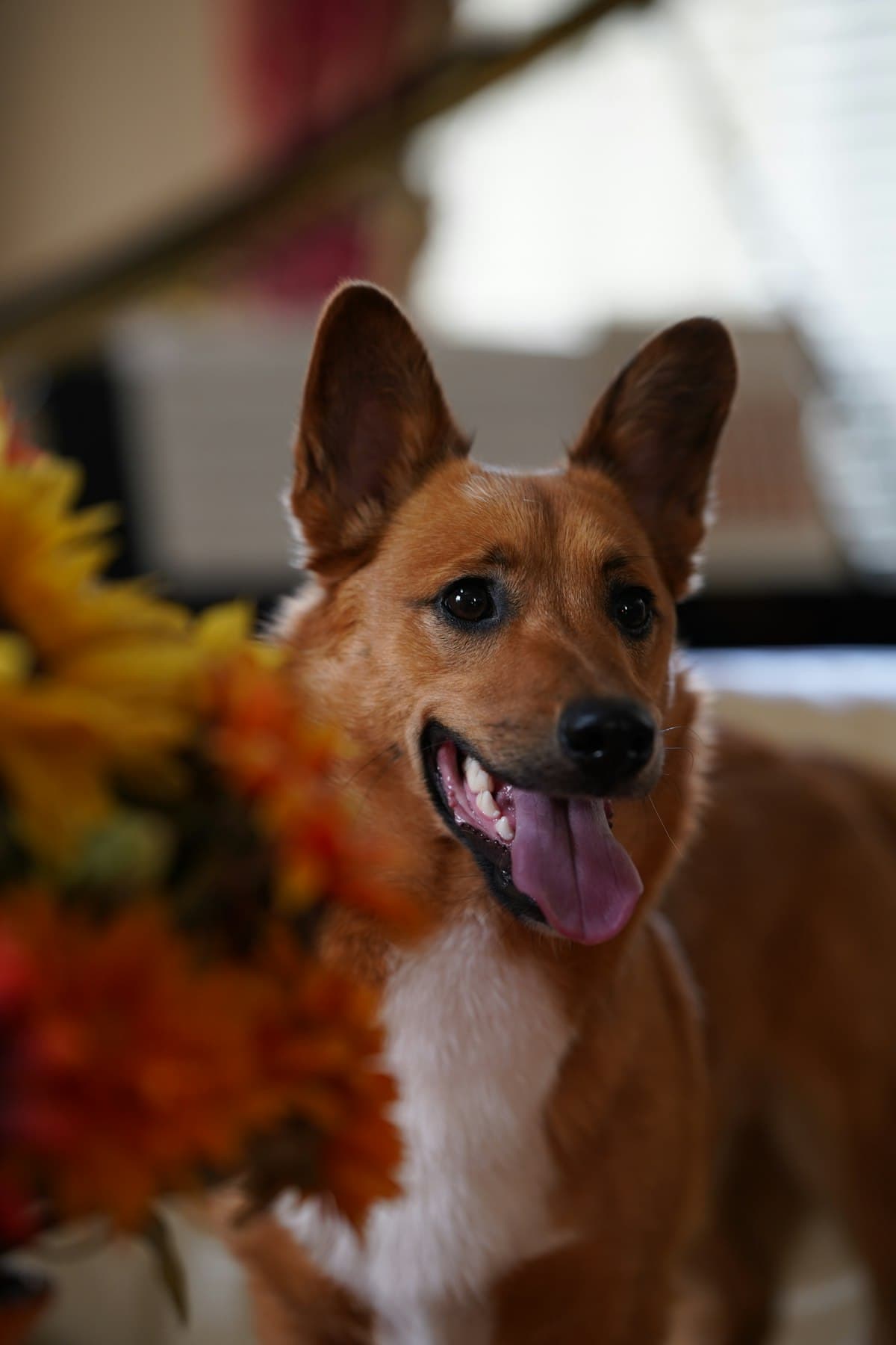 花のそばにいる犬