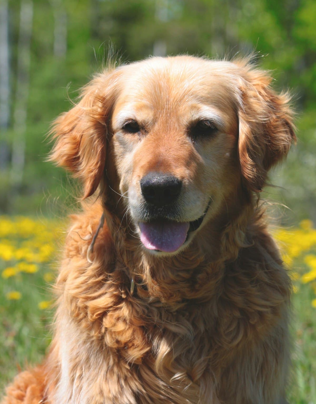 穏やかに過ごすシニア犬
