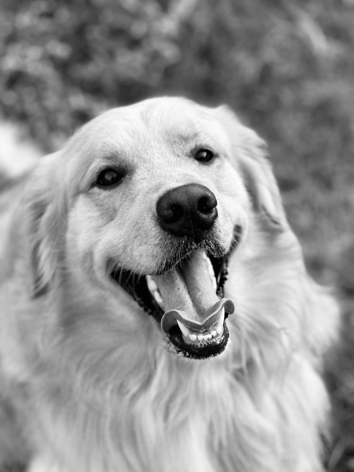 穏やかな表情の犬
