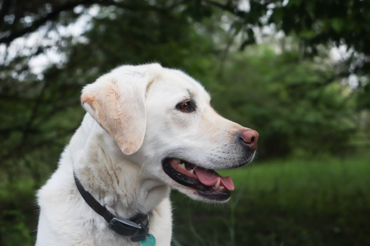 健康そうな犬の横顔