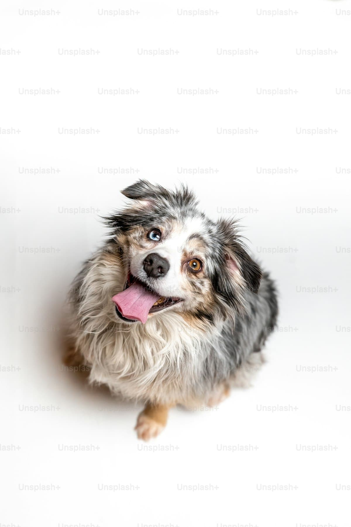 舌を出す犬のクローズアップ