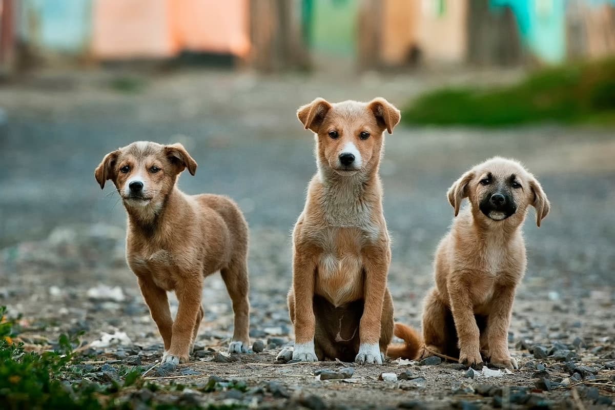 並んで走る複数の犬種