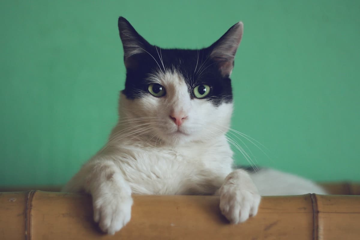 猫のアップ