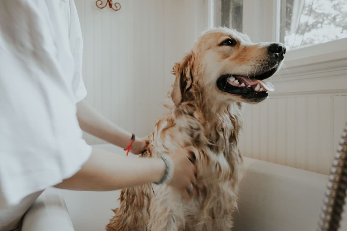 トリミング中の犬