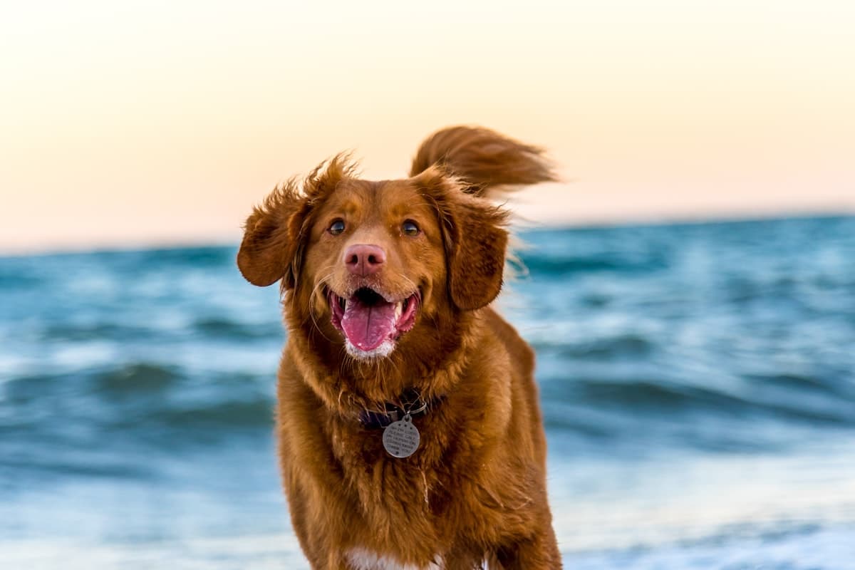 夏の犬