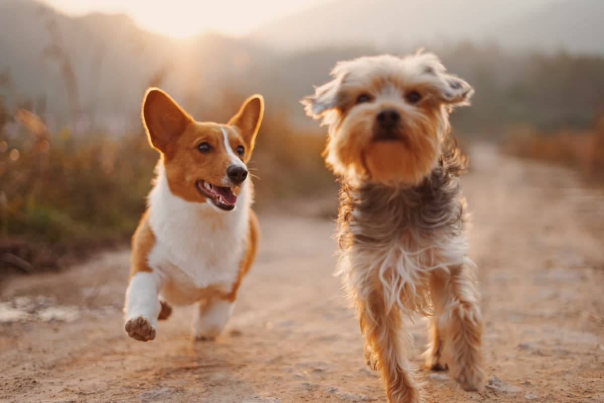 笑顔で走る犬たち