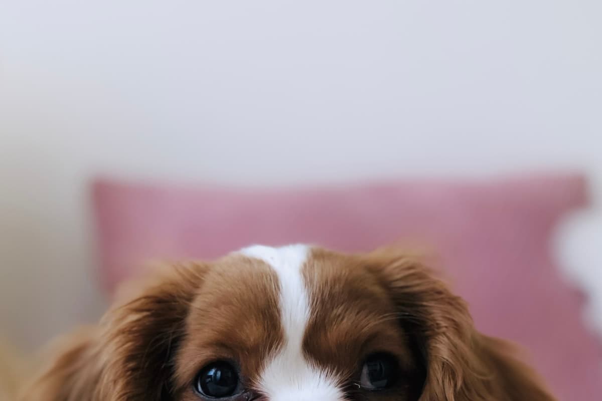 飼い主と犬