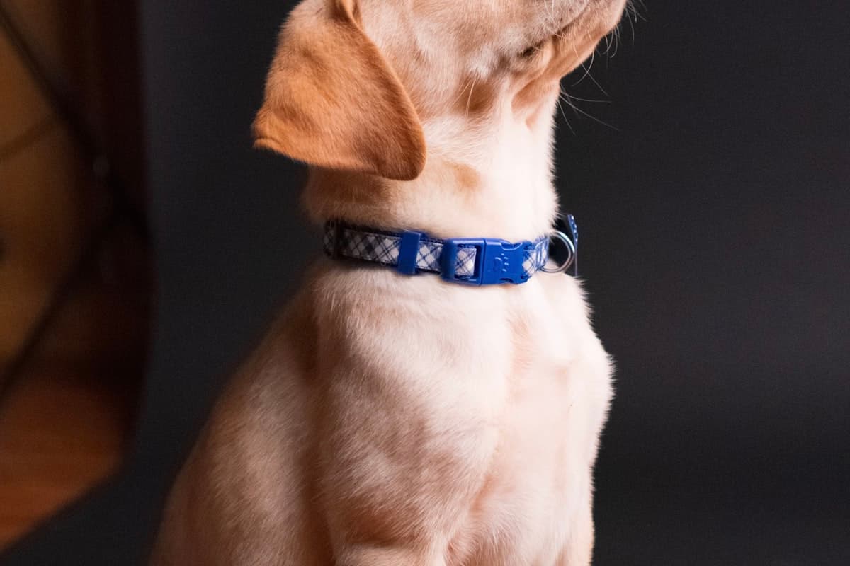 青い首輪をつけた犬の後ろ姿