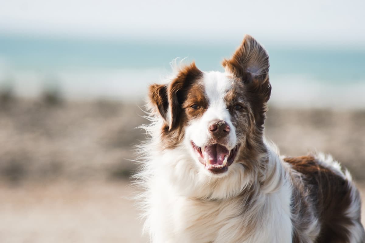 一緒に過ごす複数の犬