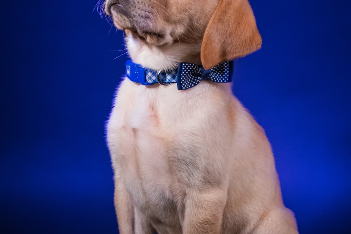 首輪をつけた犬