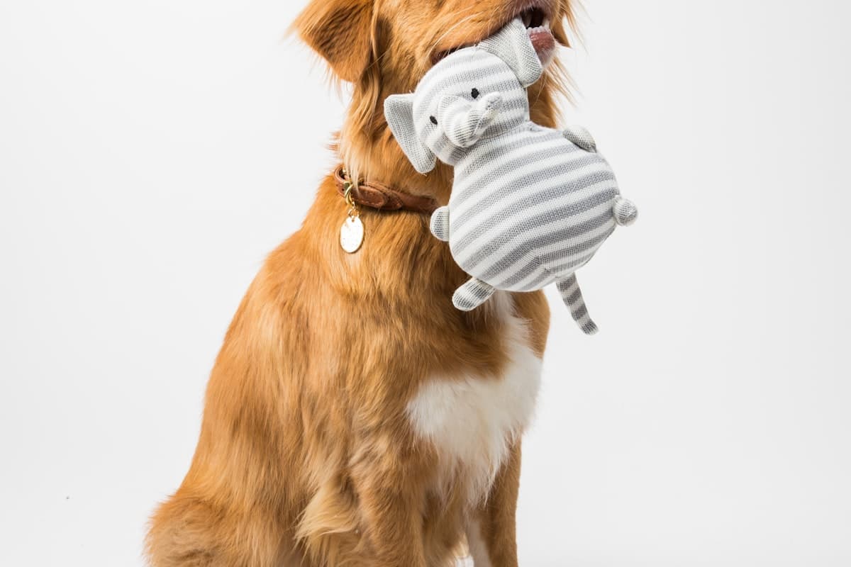 歯磨きケアを受ける犬