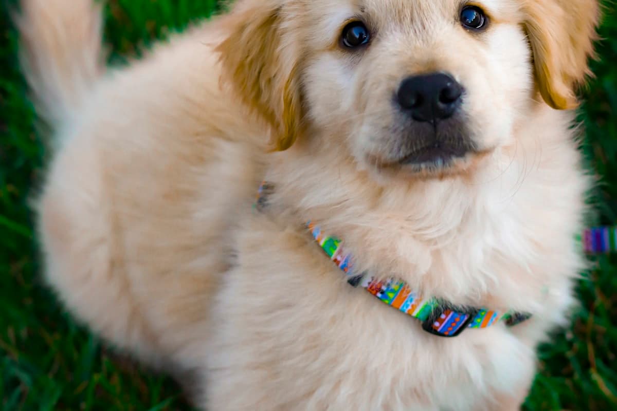 ドッグフードを食べる子犬